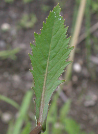 Marsh Yellowcress