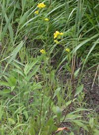 Marsh Yellowcress