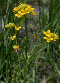 Creeping Yellowcress