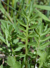 Creeping Yellowcress