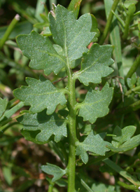 Creeping Yellowcress