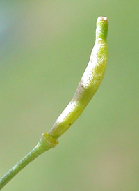 Creeping Yellowcress