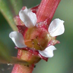 Lowland Rotala