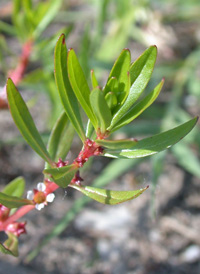 Lowland Rotala