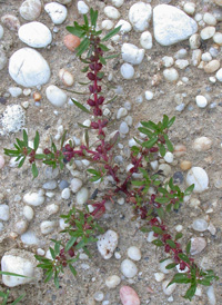 Lowland Rotala