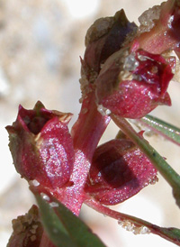 Lowland Rotala