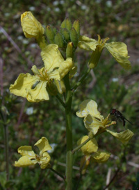 Wild Radish