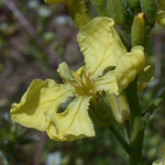 Wild Radish