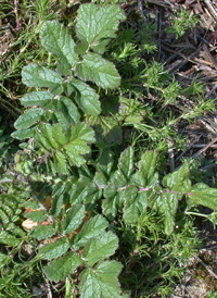 Wild Radish