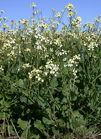 Wild Radish