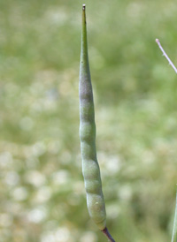 Wild Radish