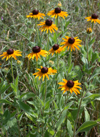 Black-eyed Susan