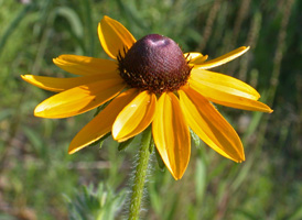 Black-eyed Susan