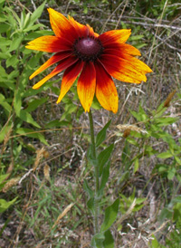 Black-eyed Susan