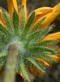 Black-eyed Susan