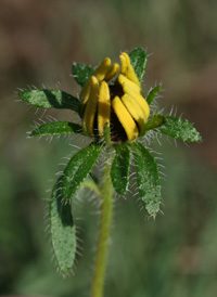 Brown-eyed Susan