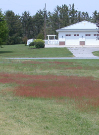 Sheep's Sorrel