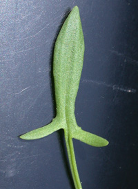 Sheep's Sorrel