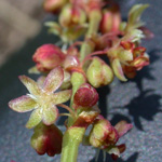 Sheep's Sorrel Sheep's Sorrel