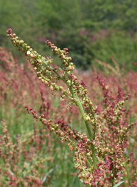 Sheep's Sorrel