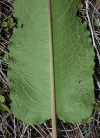 Broad-leaved Dock