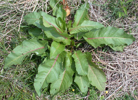 Broad-leaved Dock