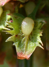 Broad-leaved Dock