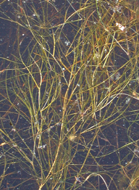 Wigeon-grass