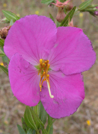 Awned Meadow-beauty