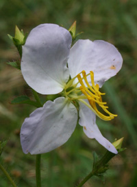 Maryland Meadow-beauty