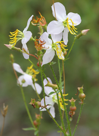 Maryland Meadow-beauty