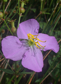 Creeping Meadow-beauty