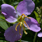 Virginia Meadow-beauty Virginia Meadow-beauty