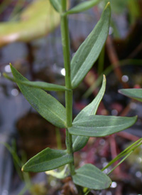 Lance-leaved Marsh-pink