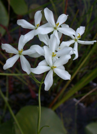 Lance-leaved Marsh-pink