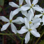 Lance-leaved Marsh-pink Lance-leaved Marsh-pink
