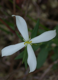 Lance-leaved Marsh-pink