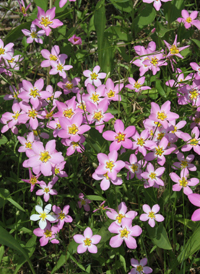 Common Marsh-pink