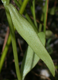 Common Marsh-pink