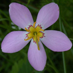 Common Marsh-pink Common Marsh-pink