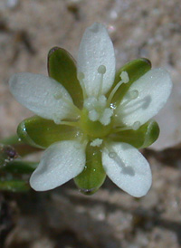 Decumbent Pearlwort