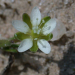 Decumbent Pearlwort Decumbent Pearlwort