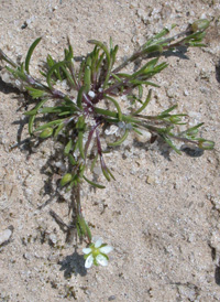 Decumbent Pearlwort