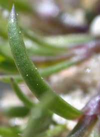 Decumbent Pearlwort