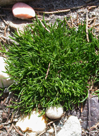 Decumbent Pearlwort