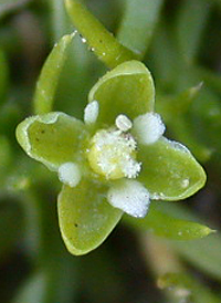 Procumbent Pearlwort