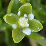 Procumbent Pearlwort