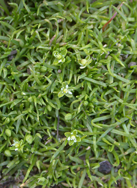 Procumbent Pearlwort