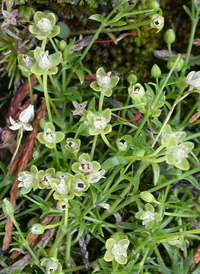 Procumbent Pearlwort