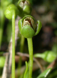 Procumbent Pearlwort